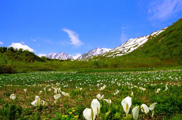 【群馬県内発】 日本屈指の山岳リゾート・上高地と 期間限定!水芭蕉の栂池自然園2日間3